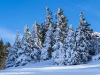 Tief verschneite Baumgruppe auf der Schattenseite